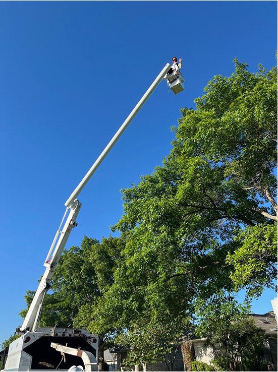 Johnny Sevier - Tree Expert